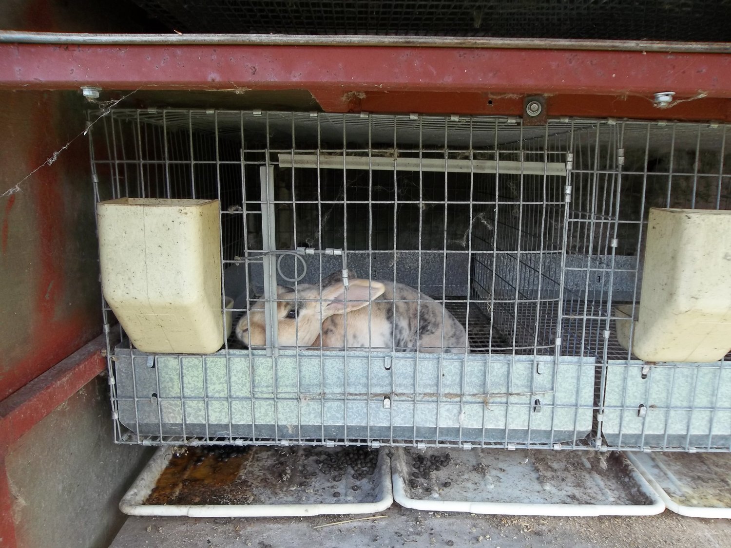 Huge 78"x69"x69" Breeding Rabbit Hutch With 9 Separate Cages Made Of