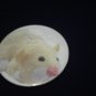Pipsquek Zhu Zhu Pet