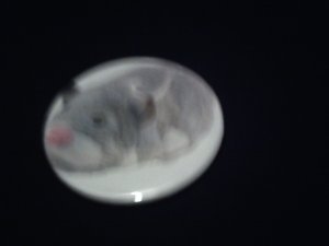 Num Nums Zhu Zhu Pet
