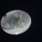 Num Nums Zhu Zhu Pet