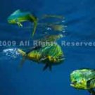 0003mahi