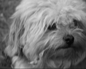 scamper