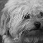 scamper