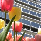 More tulips