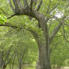Picnic Tree II