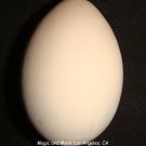 Wooden Egg for Any Egg Bag Routine or Magic Effect (1729)