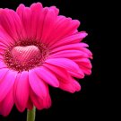 SINGING TELEGRAM VIDEO - VALENTINE'S DAY