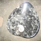 Fossil Leaf