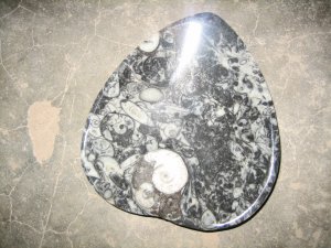 Fossil Leaf