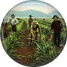 Working in Pineapple Fields of Hawaii, One Inch Ephemera Lapel Pin Button Badge - 0905