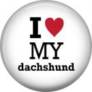 I Love My Dachshund, Dog is Love 1 Inch Pinback Button Badge Pin - 6153