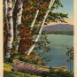 Maine Postcard, Lakeside Birches & Boat, Full Color c.1933