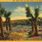 California Landscape Postcard, Joshua Trees and Wildflowers on The Desert c.1937