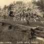 Rose City Michigan Postcard, Cherry Trees in Bloom, Black & White Real Photo c.1940
