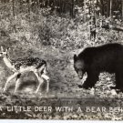 Humorous Postcard, Little Dear with a Bear Behind, Black & White Real Photo c.1938