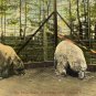 Toledo Ohio Postcard, Polar Bears at Walbridge Park c.1908