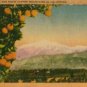 California Postcard, Orange Groves & Snow Capped Mountains c.1941