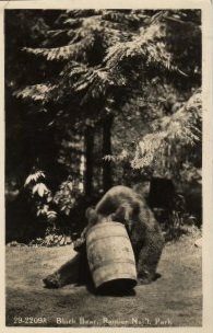 Washington Postcard, Black Bear Eating Garbage in Rainier Nat'l Park, Real Photo c.1947