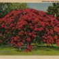 Hawaii Postcard, Huge Poinciana Tree in Bloom, Full Color c.1934