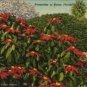 Cypress Gardens Florida Postcard, Poinsettias in Bloom, Full Color c.1951
