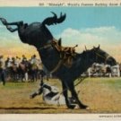 Wyoming Postcard, Midnight the Champion Bucking Rodeo Horse c.1933