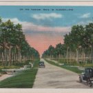 Florida Landscape Postcard, Tamiami Trail Highway c.1926
