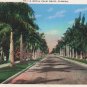 Florida Postcard, Royal Palm Drive, Full Color c.1930