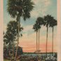 Florida Landscape Postcard, Rustic Log Bridge Amidst The Palms c.1936