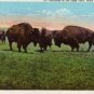 Black Hills South Dakota Postcard, Buffaloes Grazing in State Park, Full Color c.1939