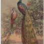 Peacocks Roosting in Flowering Tree, Illustrated Swiss Postcard c.1908