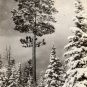 Rose City Michigan Card, Silence in The North Woods, Black & White Real Photo c.1941