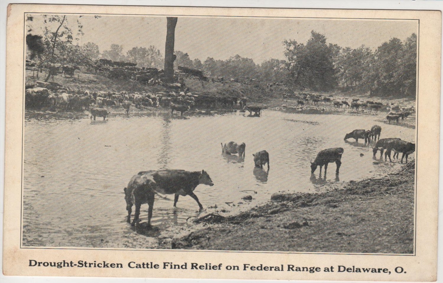 Delaware Ohio Postcard, Drought Stricken Cattle on Federal Range c.1927