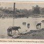 Delaware Ohio Postcard, Drought Stricken Cattle on Federal Range c.1927