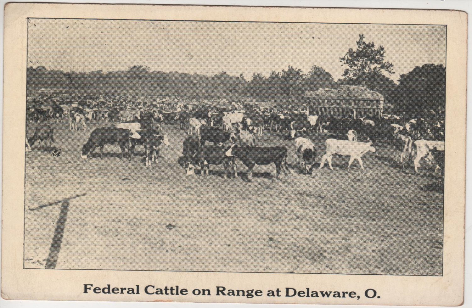Delaware Ohio Postcard, Cattle Grazing on Federal Range, Black and White c.1927