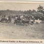 Delaware Ohio Postcard, Cattle Grazing on Federal Range, Black and White c.1927