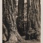 California Landscape Card, Sequoias at Mt. Tamalpais & Muir Woods Railway c.1925