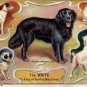 White Sewing Machine Company Giveaway, Dog Breeds Ad Card c.1897