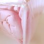 Wamsutta Expressions PINK Twin SHEET SET 3-pc 100% Cotton JERSEY KNIT NEW