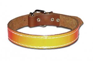 1" DF Bully Reflecto collar
