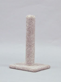 Carpet Cat Post 26