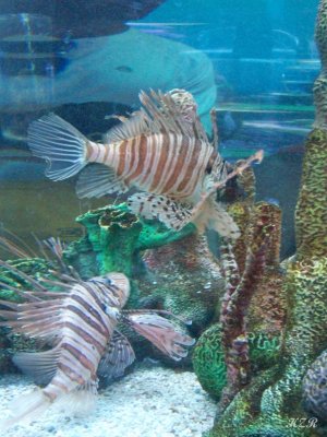 Fishy