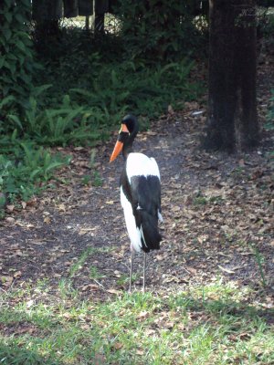 Lonely Bird