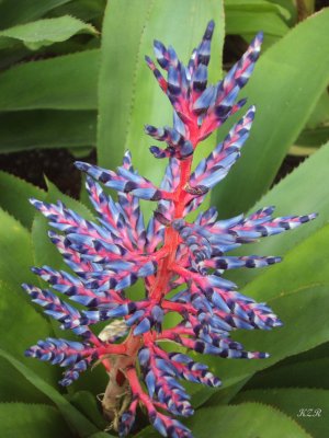 Stary Flower