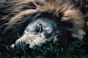 5x7 Gentle Giant- signed, 5x7 matted print