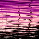 Purple Reflection