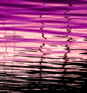 Purple Reflection