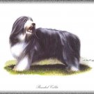 Bearded Collie dog canvas art print