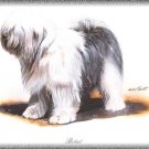 Bobtail dog canvas art print