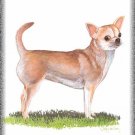 Chihuahua dog canvas art print