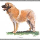 Leonberger dog canvas art print